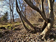 31 Faggi sagomati dalla natura